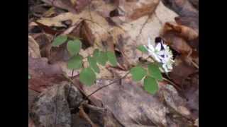 Plant portrait  Rue anemone Thalictrum thalictroides [upl. by Ttezzil779]