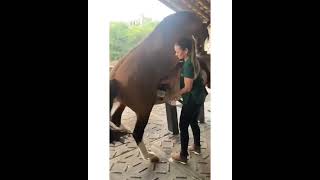 Horse Breeding Season shorts horse ytshorts [upl. by Ruenhs]