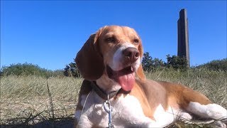 Beagle Barnie testet den Hundestrand Laboe Ostsee [upl. by Gnuh]