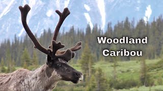 Woodland Caribou [upl. by Nyraa]