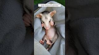 This family rescued a baby opossum from danger and gave it a warm home animalshorts [upl. by Neros]