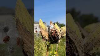 Milkweed Harvesting Tutorial milkweed nativeplants monarchbutterfly [upl. by Lotsirhc]