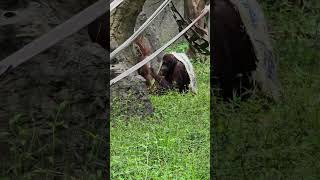 紅毛猩猩Bornean OrangutanTaipei Zoo [upl. by Floro]