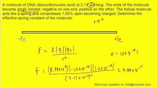 A molecule of DNA deoxyribonucleic acid is 217 µm long The ends of the molecule become singly io [upl. by Eellah]