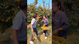 Why is The Gardener Doing This to Me  Persimmon Fruit Farming shorts farming youtubeshorts [upl. by Aisilef909]