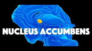 Nucleus Accumbens [upl. by Dorie]