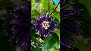 🌿🌹🌿beautiful Passion Flower motivation gardening flowercaretips [upl. by Saville175]