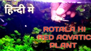 how to plant rotala in aquarium rotala rotundifolia hi red rotala red plant [upl. by Acinnod]