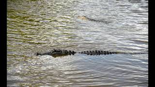 LaBiche Swamp Tours [upl. by Aneertak259]