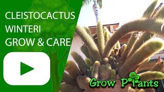 Cleistocactus winteri  grow amp care [upl. by Suu]