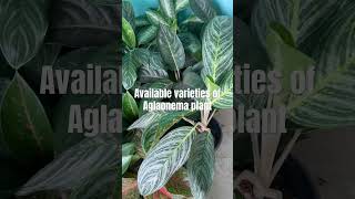 Available varieties of Aglaonema plant plantlover shortsfeed shortvideo aglonema [upl. by Corliss526]