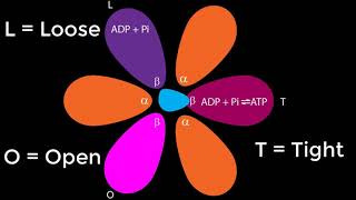 ATPase [upl. by Akinek]