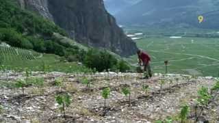 Viticulture renaissance de la Diolle en Valais [upl. by Akerahs330]