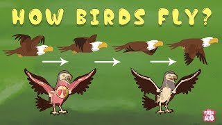 How Birds Fly  The Dr Binocs Show  Best Learning Videos For Kids  Peekaboo Kidz [upl. by Dahcir]