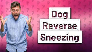 Why is my dog constantly reverse sneezing [upl. by Mar569]