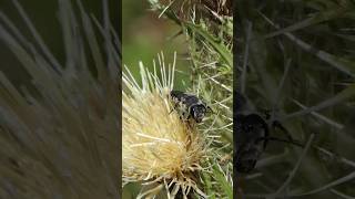 Leafcutter Bee visits Bristle Thistle [upl. by Inama]