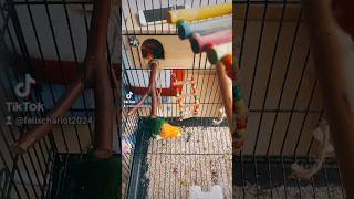 Felixcharotchat chaton parrots miniparrot caiques oiseau  Exotic cats persan 🦜 [upl. by Anir]