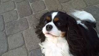 Lacey my Cavalier KIng Charles Spaniel showing Bucks her grooming [upl. by Aifoz429]