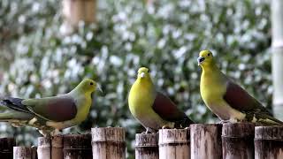 アオバト Treron sieboldii  Japanese Green Pigeon [upl. by Manda]