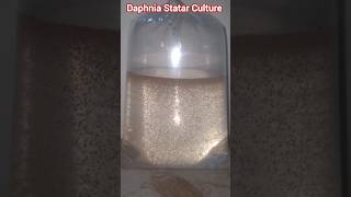 Aquarium Fish Best Natural Live Food  Daphnia Statar Culture  Aquatic Live Food Pk [upl. by Onifur608]