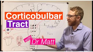 Corticobulbar Tract [upl. by Ash]