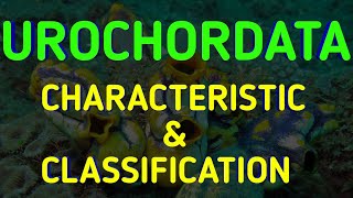 Subphylum Urochordata  General Characters Classification Animal Classification NCERT 11 Biology [upl. by Nahem]