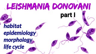 Leishmania donovaniHabitat Epidemiology Morphology Life Cycle  Kala azar  AM Biologie Notes [upl. by Enoid]