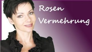 Rosenvermehrung durch Stecklinge  Rosen vermehren  Anleitung Rosenstecklinge  Tutorial [upl. by Attenat]