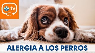 ¿Sabías que se puede ser alérgico a los perros de diferentes maneras [upl. by Aldredge]