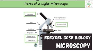 Edexcel GCSE Biology  Microscopy [upl. by Nudd]