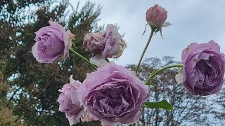 Rosengarten in Herzogenried Park Mannheim Germany [upl. by Aniteb193]