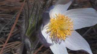 Prairie Crocus Pulsatilla patens [upl. by Lynea]