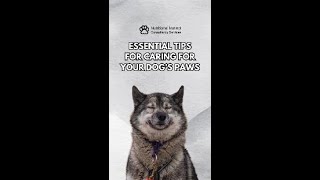 Essential Tips for Caring for Your Dogs Paws [upl. by Ahsiekam]