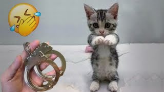 You Laugh You Lose😺🐶Funniest Dogs and Cats 2024😛 [upl. by Sualk]