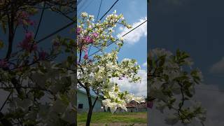 purple white flower sky and clouds [upl. by Maibach]