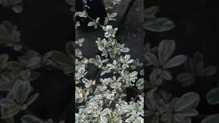 Rhamnus Alaternus Variegata variegata variegated 👓⛳🧩🔑💰💸🌿 [upl. by Enyad642]