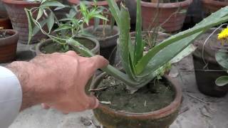 How To Take Care Of An Aloe Plant  Best Potting Soil For Aloe Vera UrduHindi [upl. by Briana]