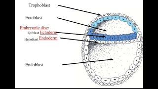 Formation of Embryonic disc  Bilaminar Germ disc [upl. by Rondon]