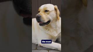 What’s the most popular dog breed [upl. by Ellener]