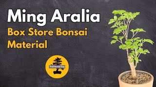 Ming Aralia Bonsai Material First Steps [upl. by Azeret]