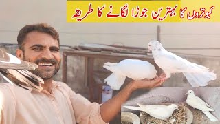 Kabootar Ka Jora Lagane ka Tarika  kabootar ka jora kaise lagaye  Pigeon jora lagane ki Tips [upl. by Eceinert]