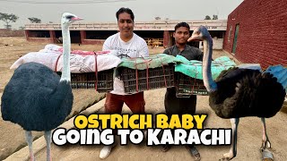 Ostrich Baby Karachi Chalye Gay  Pakistan Ostrich Farm Brand [upl. by Yatnuahc]