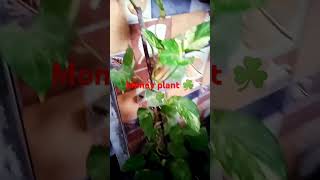 Money plant kaise lagae How to grow money plant moneyplant greenplant garden [upl. by Neehsas]