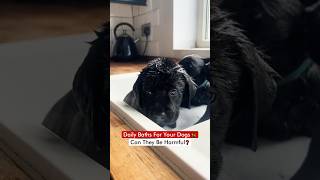 Daily Baths For Your Dogs 🦮  Can They Be Harmful❓ [upl. by Robyn]