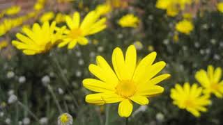 Euryops  south African  Mediterannean daisy bush  still flowering at Christmas in the UK [upl. by Georgy]