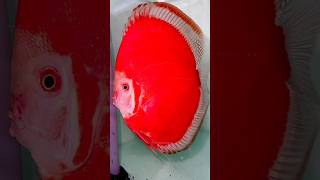 Super Red Melon Discus ·shorts discus trending fishtanksetup fish fishmarket [upl. by Ennaillij]