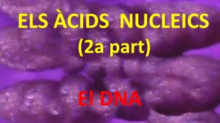 Àcids nucleics 2a part DNA [upl. by Eisoj805]