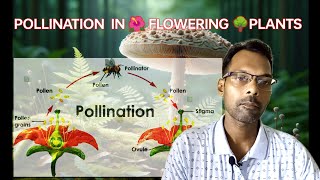 Pollination in flowering plants class 12  self and cross pollination its contrivances [upl. by Kendy254]