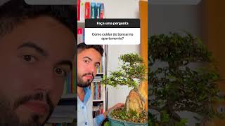 Como cuidar de bonsai em apartamento  na prática [upl. by Affrica]