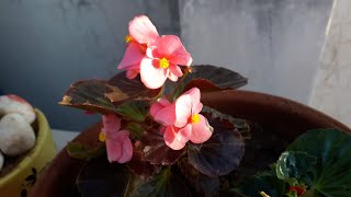 Begonia Plant Care  बिगोनिया पौधे की देखभाल [upl. by Zea]